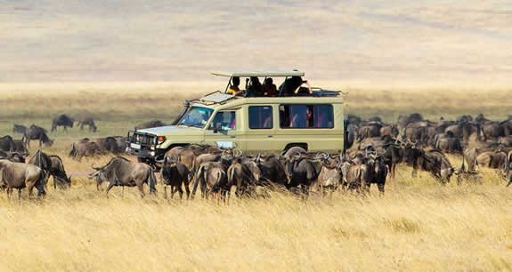 gamedriveserengeti